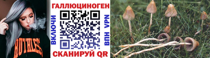 купить наркоту  Черемхово  kraken ТОР  Псилоцибиновые грибы Psilocybine cubensis 